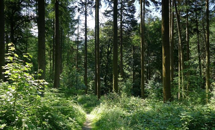 Warren Wood